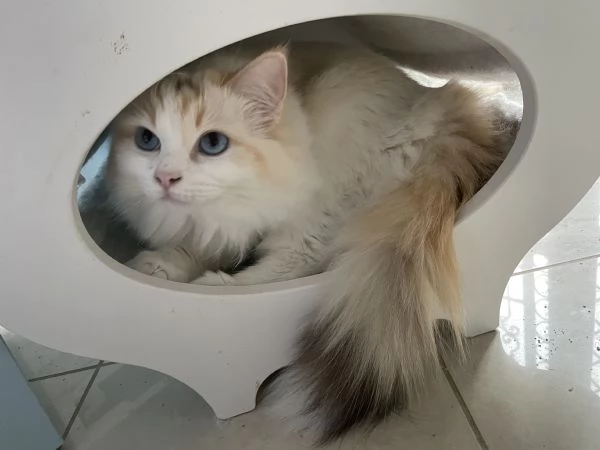 Spendidi gattini pura razza ragdoll | Foto 4