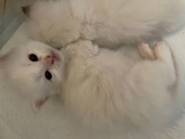 Spendidi gattini pura razza ragdoll | Foto 0