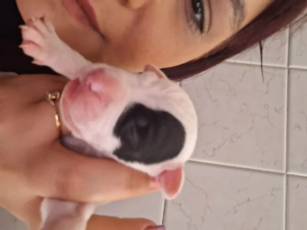 Cuccioli | Foto 0