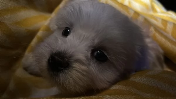 Piccolo cucciolo maltese