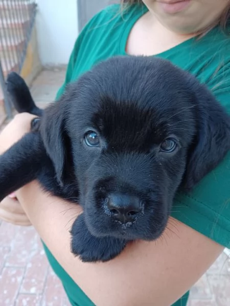 Vendita cuccioli labrador