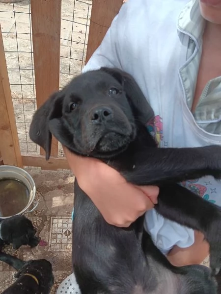 Vendita cuccioli labrador | Foto 3