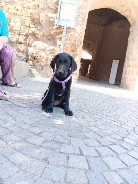 Vendita cuccioli labrador | Foto 1