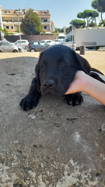 Vendita cuccioli labrador | Foto 0