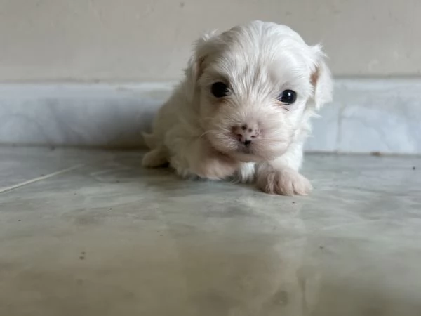 Vendo maltese di un mese  | Foto 3