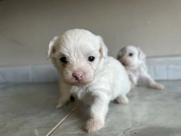 Vendo maltese di un mese  | Foto 0