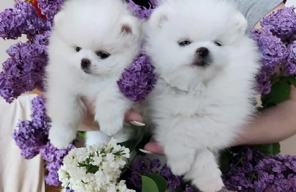 Cuccioli di Pomerania