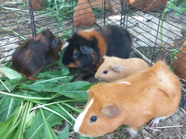 Bellissime cavie peruviane a Genova  | Foto 2