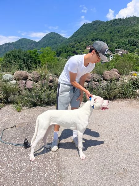 dogo argentino 7 mesi