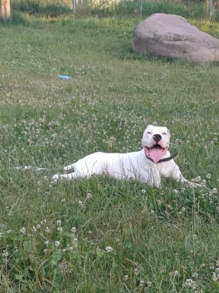 dogo argentino 7 mesi | Foto 0