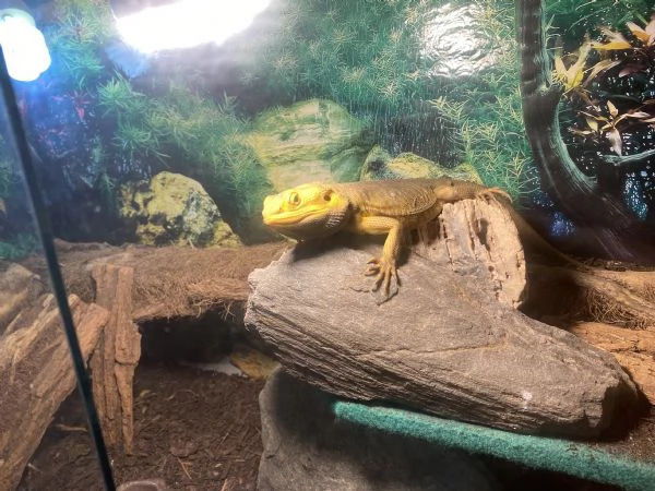 Pogona vitticeps yellow morph | Foto 3