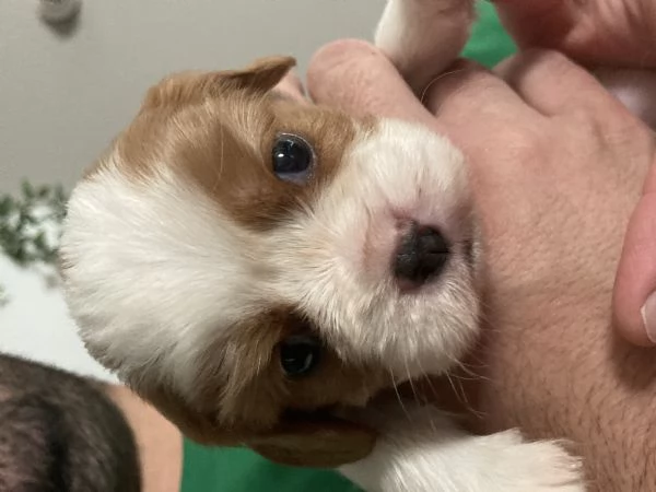 Cavalier King charles spaniel