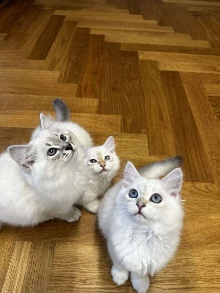 Cuccioli gatto siberiano neva masquerade | Foto 1