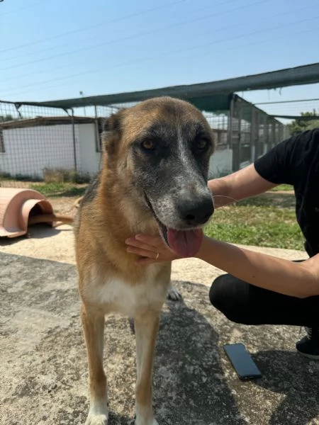 DALILA  cagnolina simil pastore tedesco di circa 7 anni