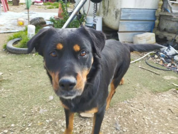 SASHA  cagnolina rottweiler di 4 anni