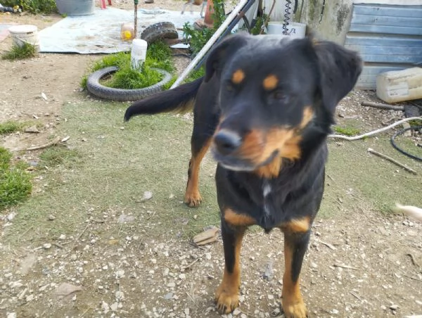 SASHA  cagnolina rottweiler di 4 anni | Foto 6