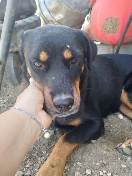 SASHA  cagnolina rottweiler di 4 anni | Foto 5