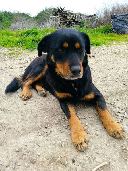 SASHA  cagnolina rottweiler di 4 anni | Foto 4