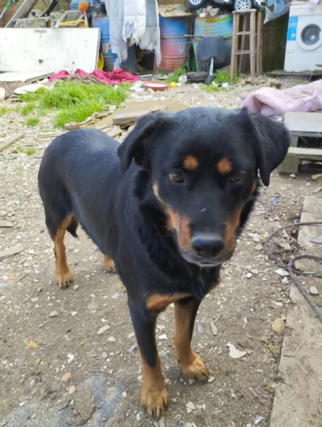 SASHA  cagnolina rottweiler di 4 anni | Foto 3