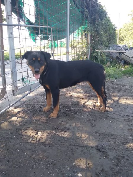 SASHA  cagnolina rottweiler di 4 anni | Foto 2