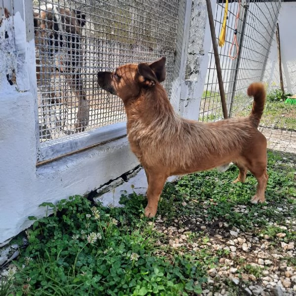 WILLY  cagnolino di 4 anni  taglia piccola | Foto 3