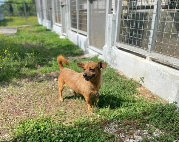 WILLY  cagnolino di 4 anni  taglia piccola | Foto 2