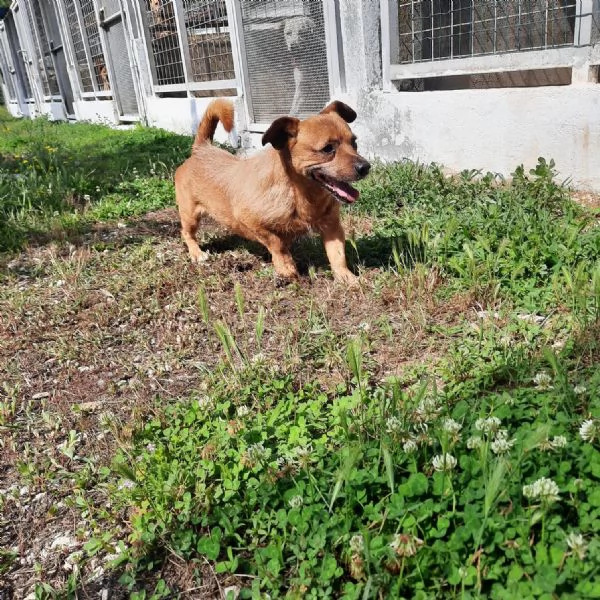 WILLY  cagnolino di 4 anni  taglia piccola