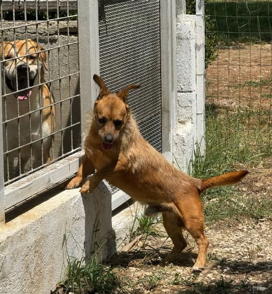 WILLY  cagnolino di 4 anni  taglia piccola | Foto 0