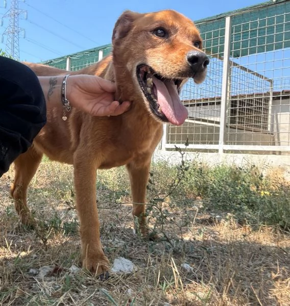 CHINA  cagnolina di 13 anni | Foto 4