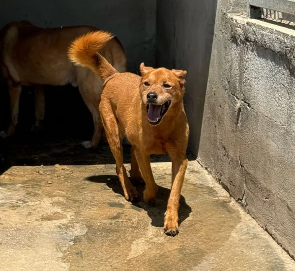 CHINA  cagnolina di 13 anni | Foto 3