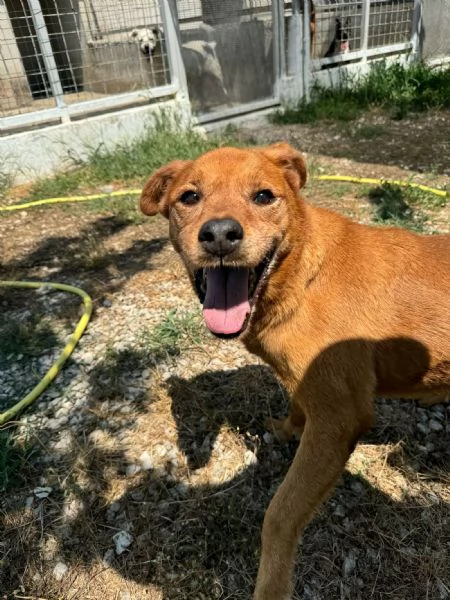 CHINA  cagnolina di 13 anni