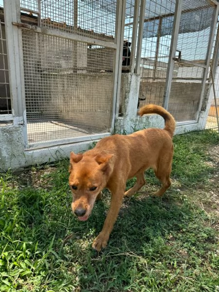 CHINA  cagnolina di 13 anni | Foto 0