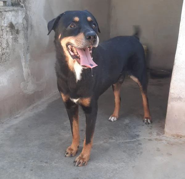 MARLEY  simil rottweiler di 13 anni | Foto 2