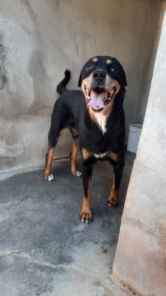 MARLEY  simil rottweiler di 13 anni | Foto 1