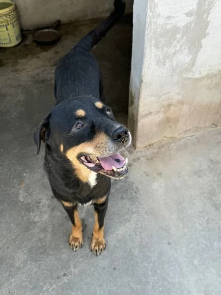 MARLEY  simil rottweiler di 13 anni