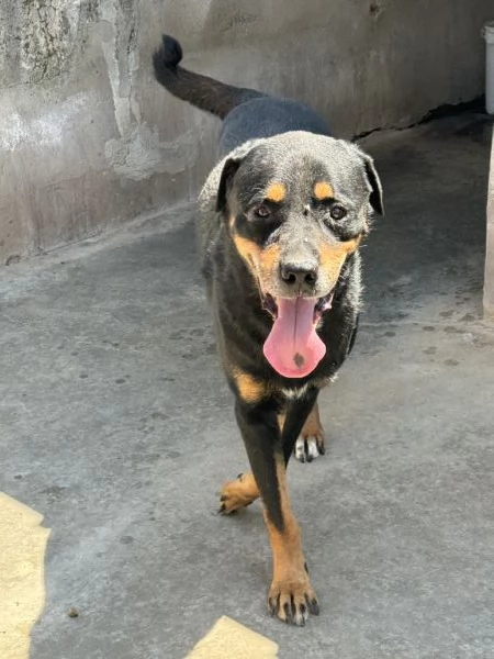 MARLEY  simil rottweiler di 13 anni | Foto 0