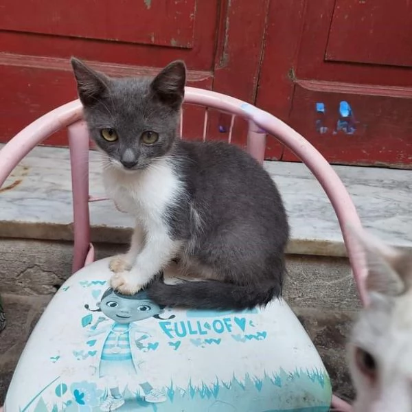 BACIO  gattino di 4 mesi | Foto 1