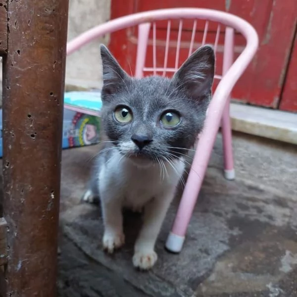 BACIO  gattino di 4 mesi