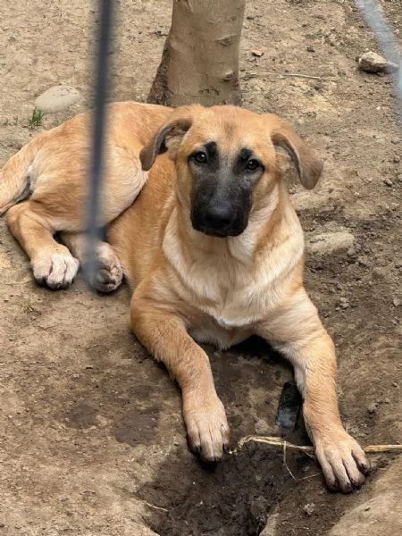 STELLA  cucciola di 5 mesi