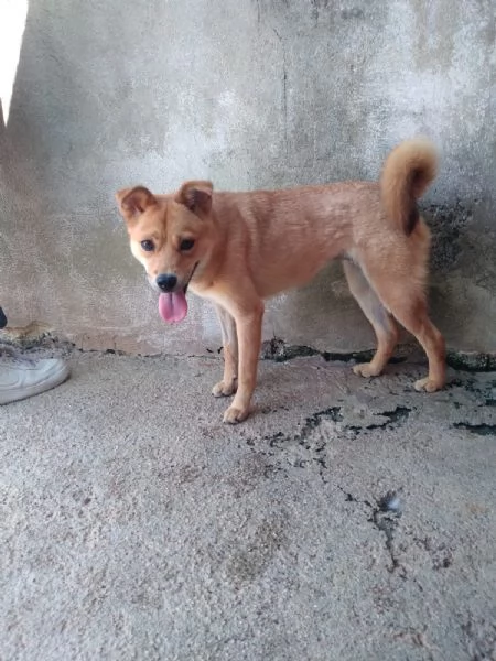 TESSA  cagnolina simil shiba inu di 1 anno | Foto 2