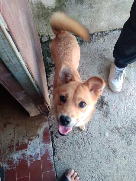 TESSA  cagnolina simil shiba inu di 1 anno