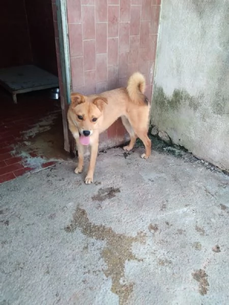 TESSA  cagnolina simil shiba inu di 1 anno | Foto 0