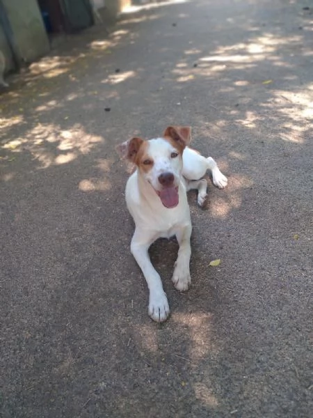 BONNY  cagnolino di 2 anni  taglia media | Foto 2