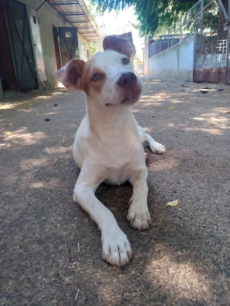 BONNY  cagnolino di 2 anni  taglia media | Foto 1