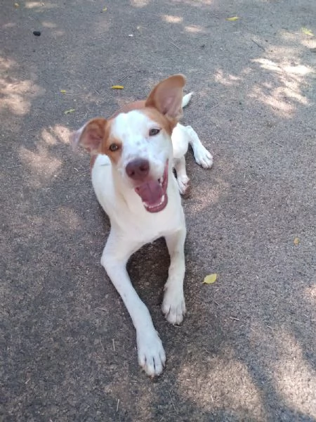 BONNY  cagnolino di 2 anni  taglia media | Foto 0