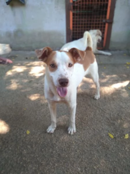 BONNY  cagnolino di 2 anni  taglia media