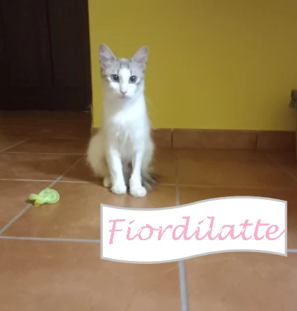 FIORDILATTE  gattina di 1 anno e mezzo