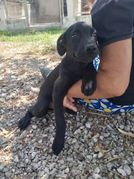 MIM  cucciolo di 5 mesi  taglia piccola | Foto 0