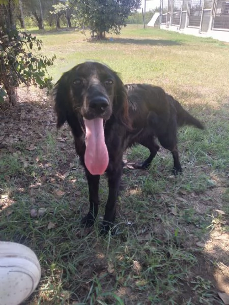 CHOCO  cucciolo di setter di 10 mesi