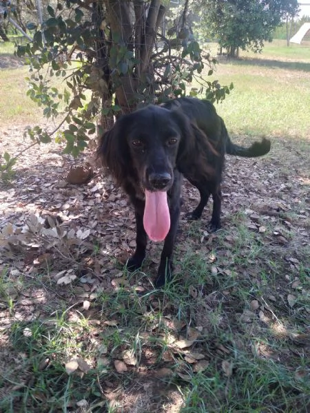 CHOCO  cucciolo di setter di 10 mesi | Foto 3